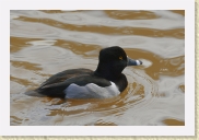 DSC_4171 Ring-Necked Duck * 700 x 467 * (154KB)